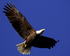 Hudson Valley Bald Eagle (Steve Sachs photo) 